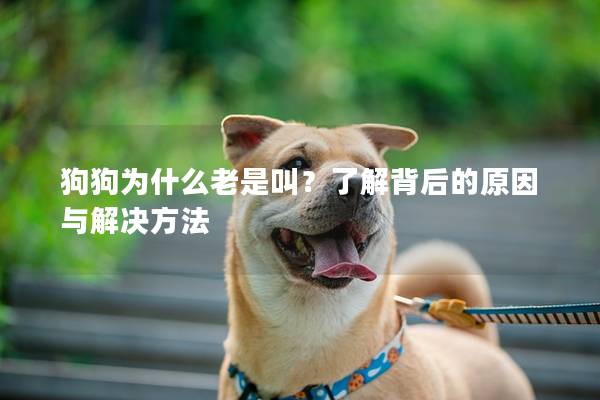 狗狗为什么老是叫？了解背后的原因与解决方法