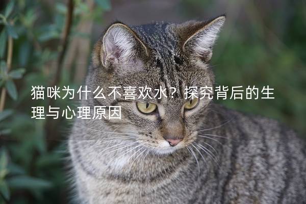 猫咪为什么不喜欢水？探究背后的生理与心理原因