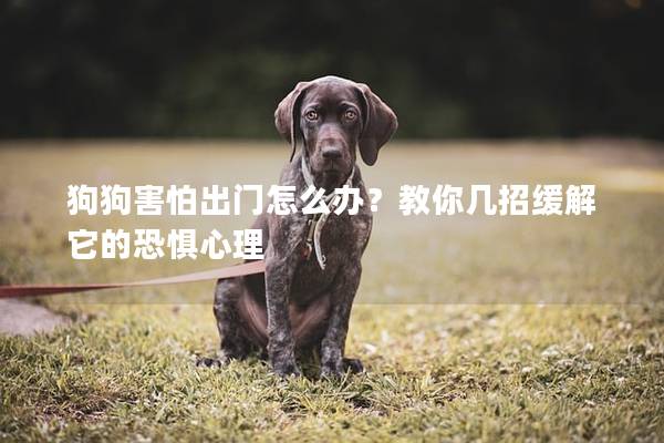 狗狗害怕出门怎么办？教你几招缓解它的恐惧心理