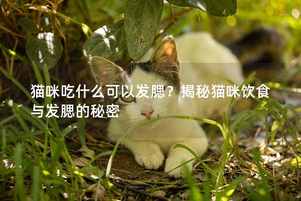 猫咪吃什么可以发腮？揭秘猫咪饮食与发腮的秘密