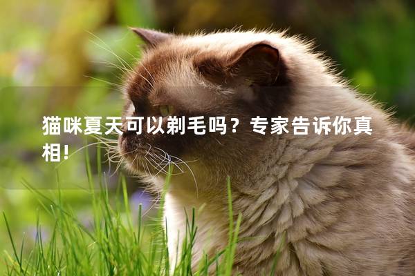 猫咪夏天可以剃毛吗？专家告诉你真相!