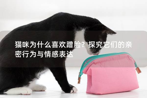 猫咪为什么喜欢蹭脸？探究它们的亲密行为与情感表达