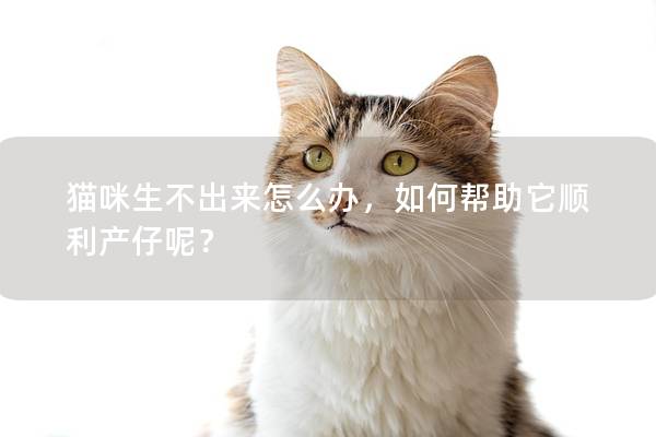 猫咪生不出来怎么办，如何帮助它顺利产仔呢？