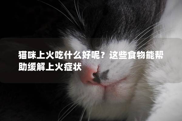 猫咪上火吃什么好呢?这些食物能帮助缓解上火症状