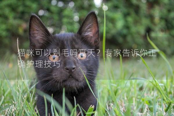 猫咪可以剃毛吗夏天？专家告诉你正确护理技巧