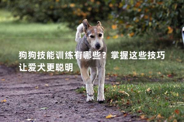 狗狗技能训练有哪些？掌握这些技巧让爱犬更聪明