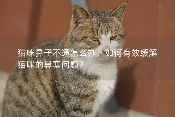 猫咪鼻子不通怎么办，如何有效缓解猫咪的鼻塞问题？