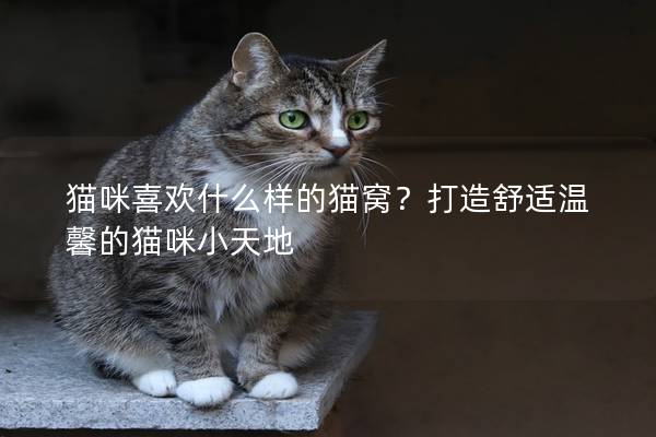 猫咪喜欢什么样的猫窝？打造舒适温馨的猫咪小天地