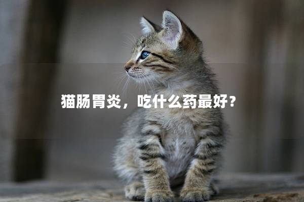 猫肠胃炎，吃什么药最好？