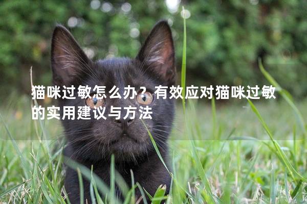 猫咪过敏怎么办？有效应对猫咪过敏的实用建议与方法