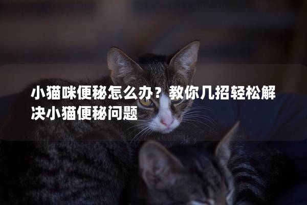 小猫咪便秘怎么办？教你几招轻松解决小猫便秘问题