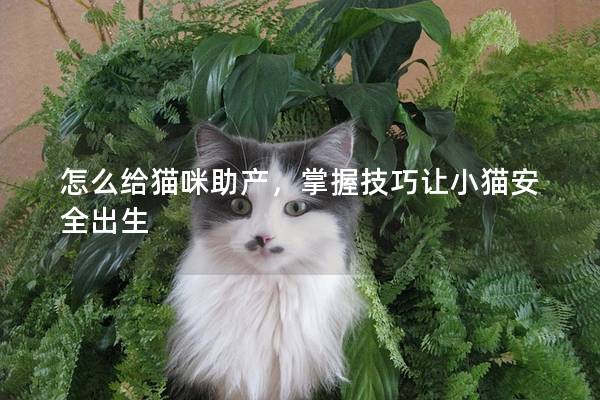 怎么给猫咪助产，掌握技巧让小猫安全出生