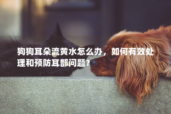 狗狗耳朵流黄水怎么办，如何有效处理和预防耳部问题？