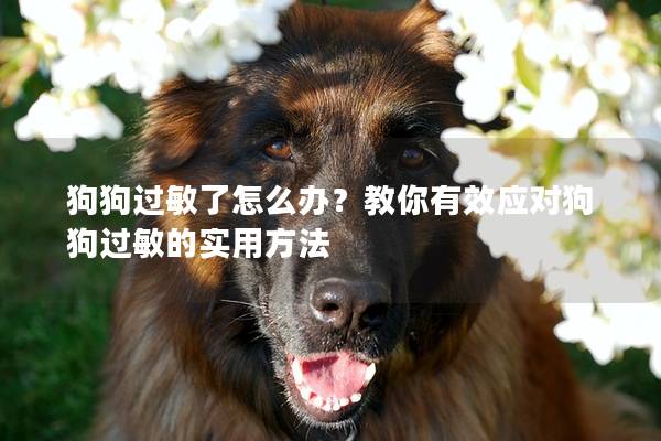 狗狗过敏了怎么办？教你有效应对狗狗过敏的实用方法