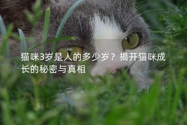 猫咪3岁是人的多少岁？揭开猫咪成长的秘密与真相