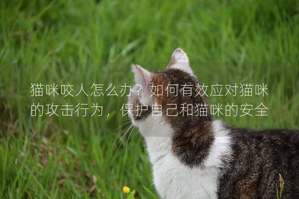 猫咪咬人怎么办？如何有效应对猫咪的攻击行为，保护自己和猫咪的安全