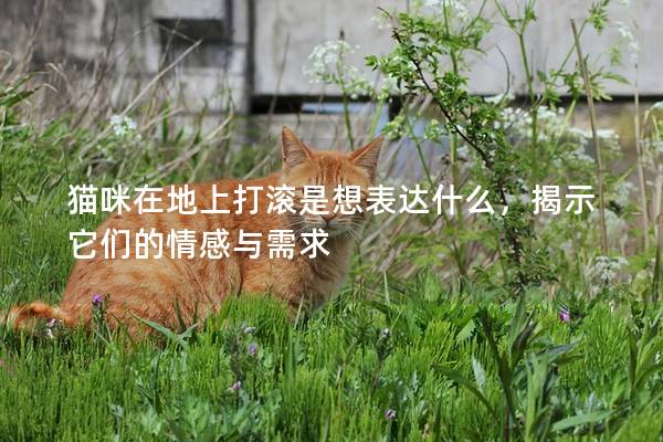 猫咪在地上打滚是想表达什么，揭示它们的情感与需求