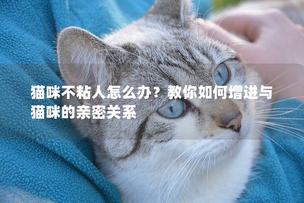 猫咪不粘人怎么办？教你如何增进与猫咪的亲密关系