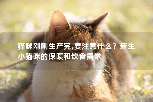 猫咪刚刚生产完,要注意什么？新生小猫咪的保暖和饮食需求