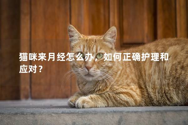 猫咪来月经怎么办，如何正确护理和应对？