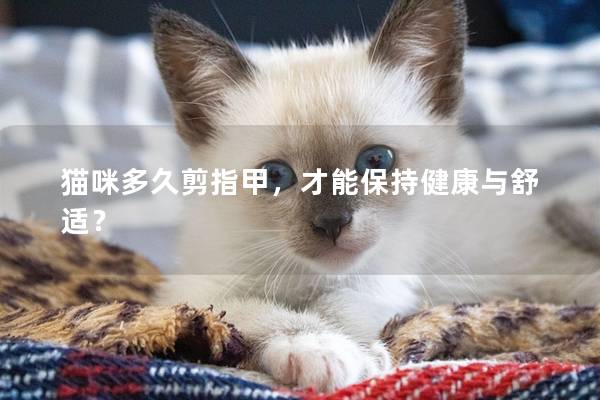 猫咪多久剪指甲，才能保持健康与舒适？