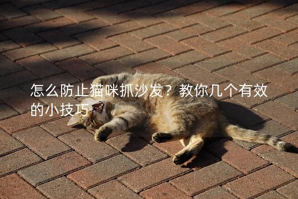 怎么防止猫咪抓沙发？教你几个有效的小技巧