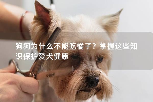 狗狗为什么不能吃橘子？掌握这些知识保护爱犬健康