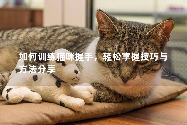 如何训练猫咪握手，轻松掌握技巧与方法分享