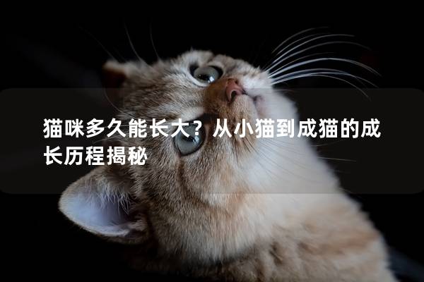 猫咪多久能长大？从小猫到成猫的成长历程揭秘