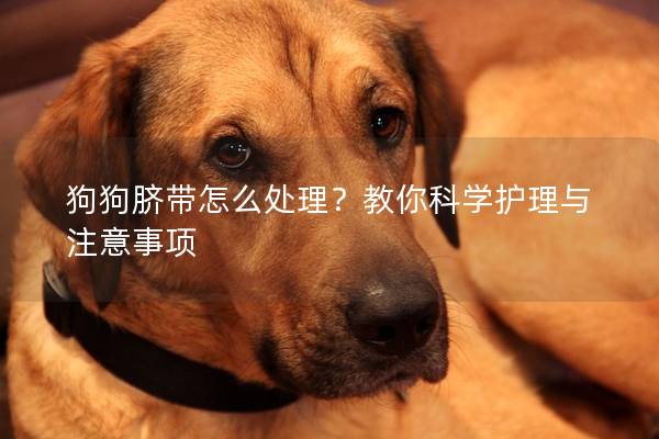 狗狗脐带怎么处理？教你科学护理与注意事项