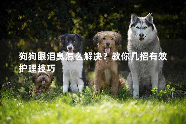 狗狗眼泪臭怎么解决？教你几招有效护理技巧