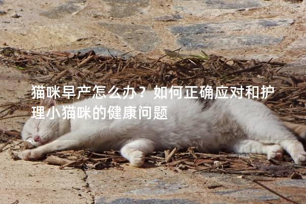 猫咪早产怎么办?如何正确应对和护理小猫咪的健康问题