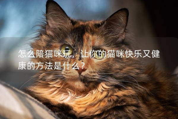 怎么陪猫咪玩，让你的猫咪快乐又健康的方法是什么？