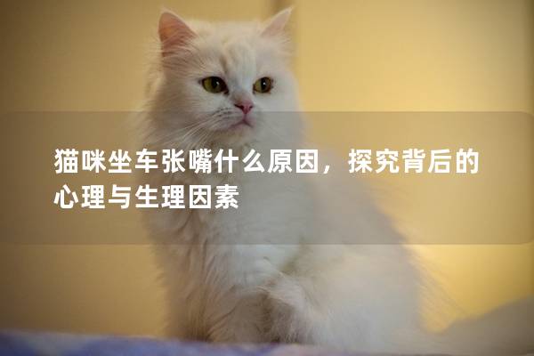 猫咪坐车张嘴什么原因，探究背后的心理与生理因素