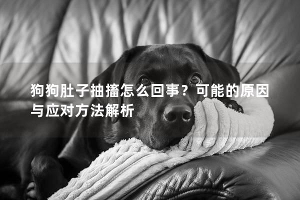 狗狗肚子抽搐怎么回事？可能的原因与应对方法解析