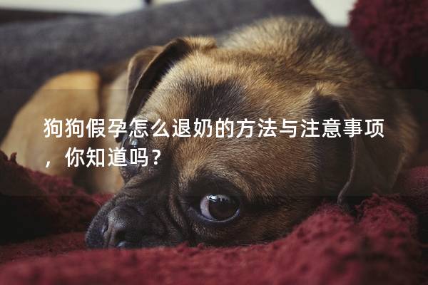 狗狗假孕怎么退奶的方法与注意事项，你知道吗？