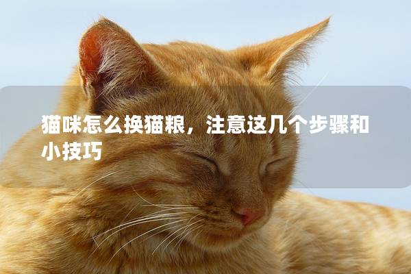 猫咪怎么换猫粮,注意这几个步骤和小技巧