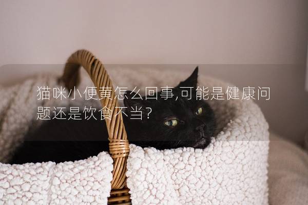 猫咪小便黄怎么回事,可能是健康问题还是饮食不当？