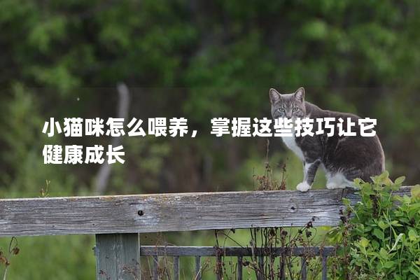 小猫咪怎么喂养，掌握这些技巧让它健康成长