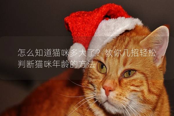 怎么知道猫咪多大了？教你几招轻松判断猫咪年龄的方法