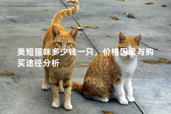 美短猫咪多少钱一只，价格因素与购买途径分析