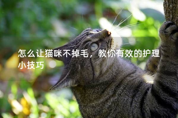 怎么让猫咪不掉毛，教你有效的护理小技巧