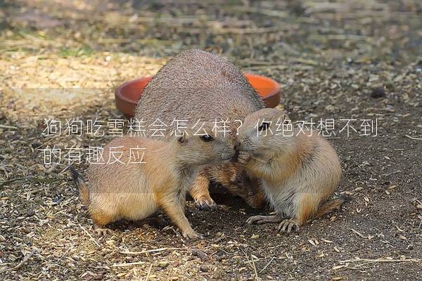 狗狗吃雪糕会怎么样？你绝对想不到的有趣反应