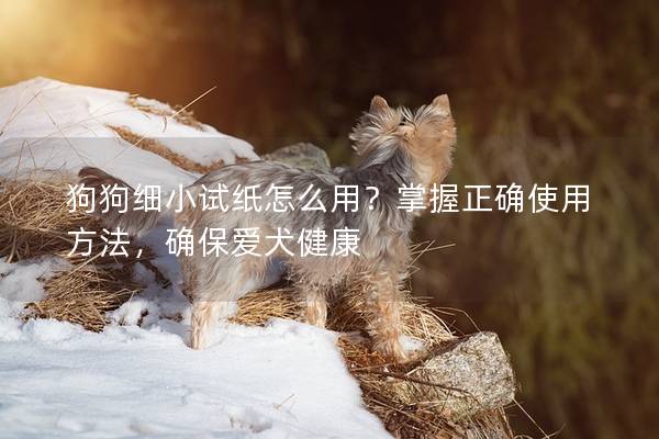 狗狗细小试纸怎么用？掌握正确使用方法，确保爱犬健康