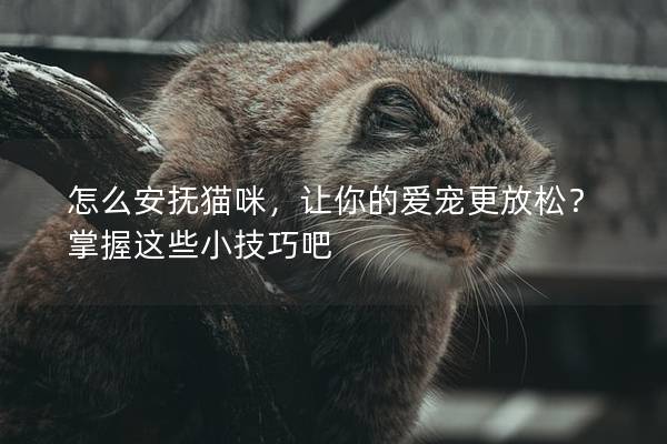 怎么安抚猫咪，让你的爱宠更放松？掌握这些小技巧吧