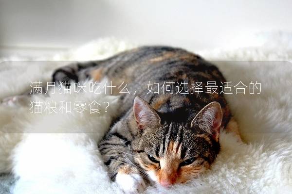 满月猫咪吃什么，如何选择最适合的猫粮和零食？