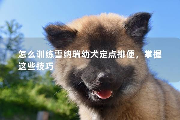 怎么训练雪纳瑞幼犬定点排便，掌握这些技巧