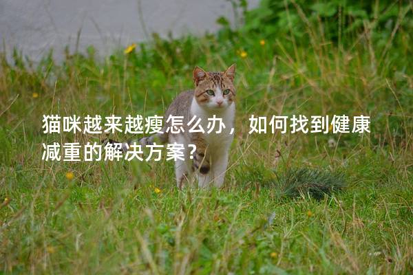 猫咪越来越瘦怎么办，如何找到健康减重的解决方案？