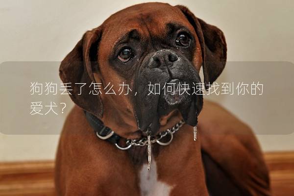 狗狗丢了怎么办，如何快速找到你的爱犬？