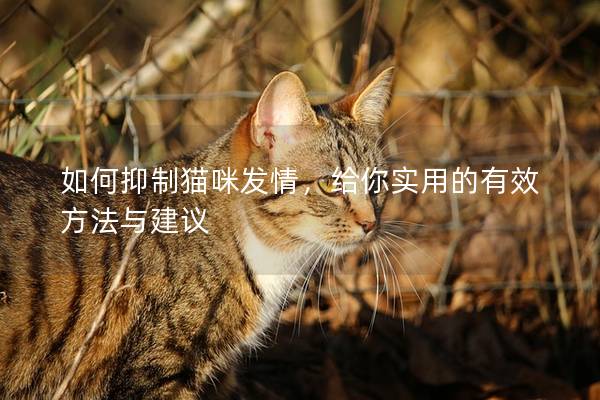 如何抑制猫咪发情，给你实用的有效方法与建议